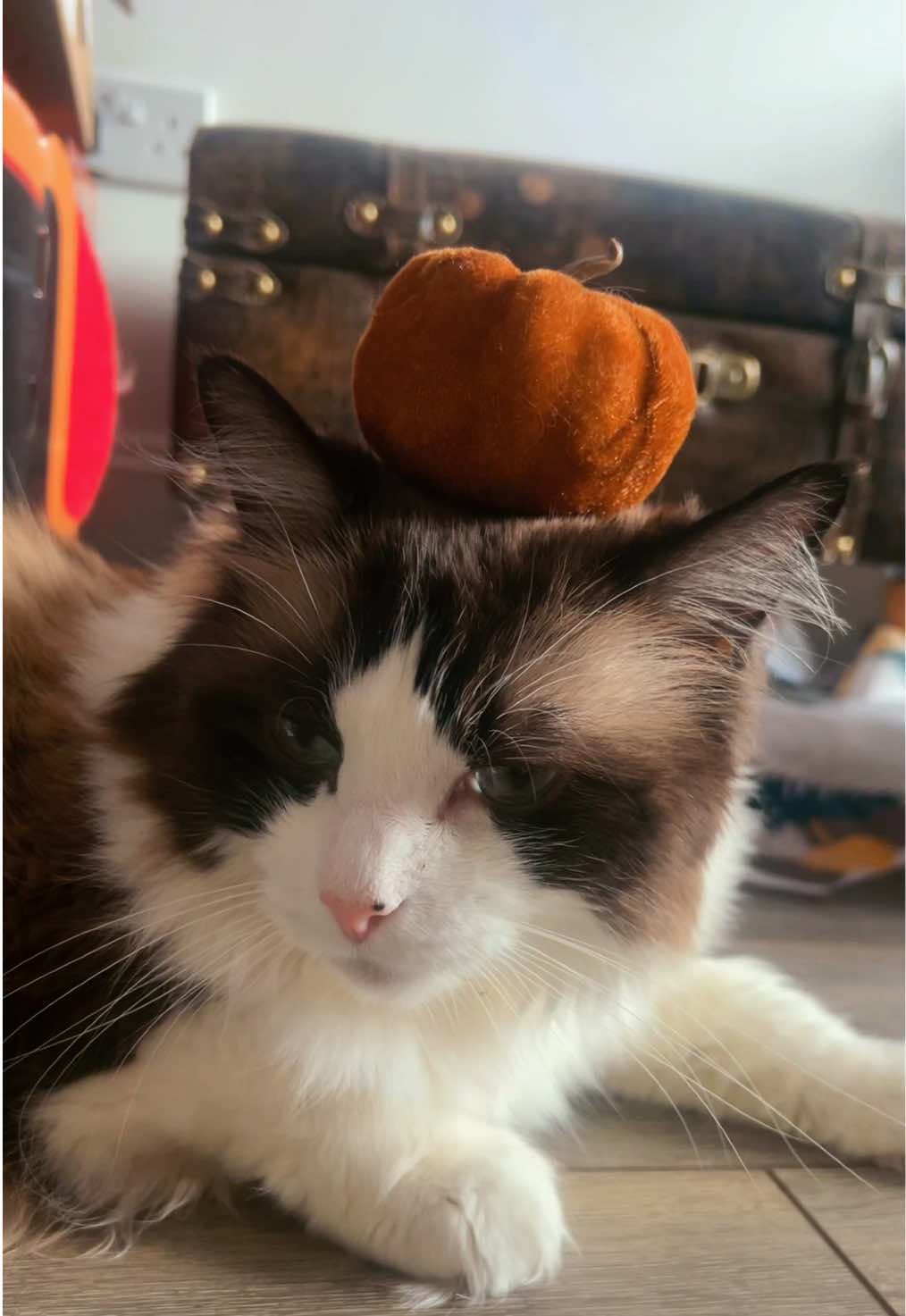 @Ted the ragdoll cat 🐾