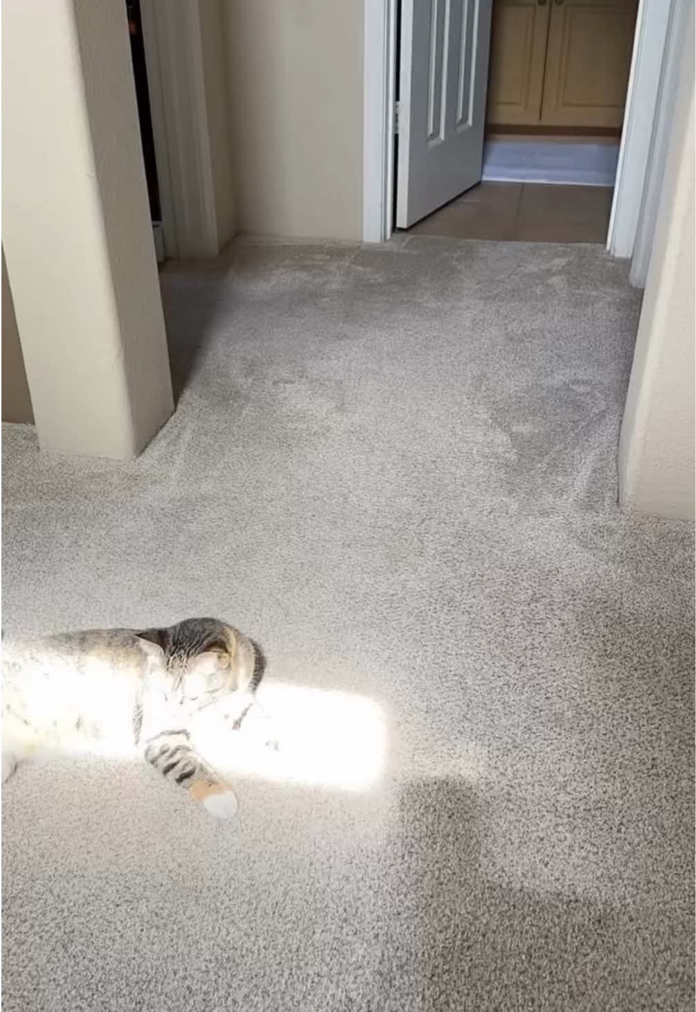 @kloutkittens