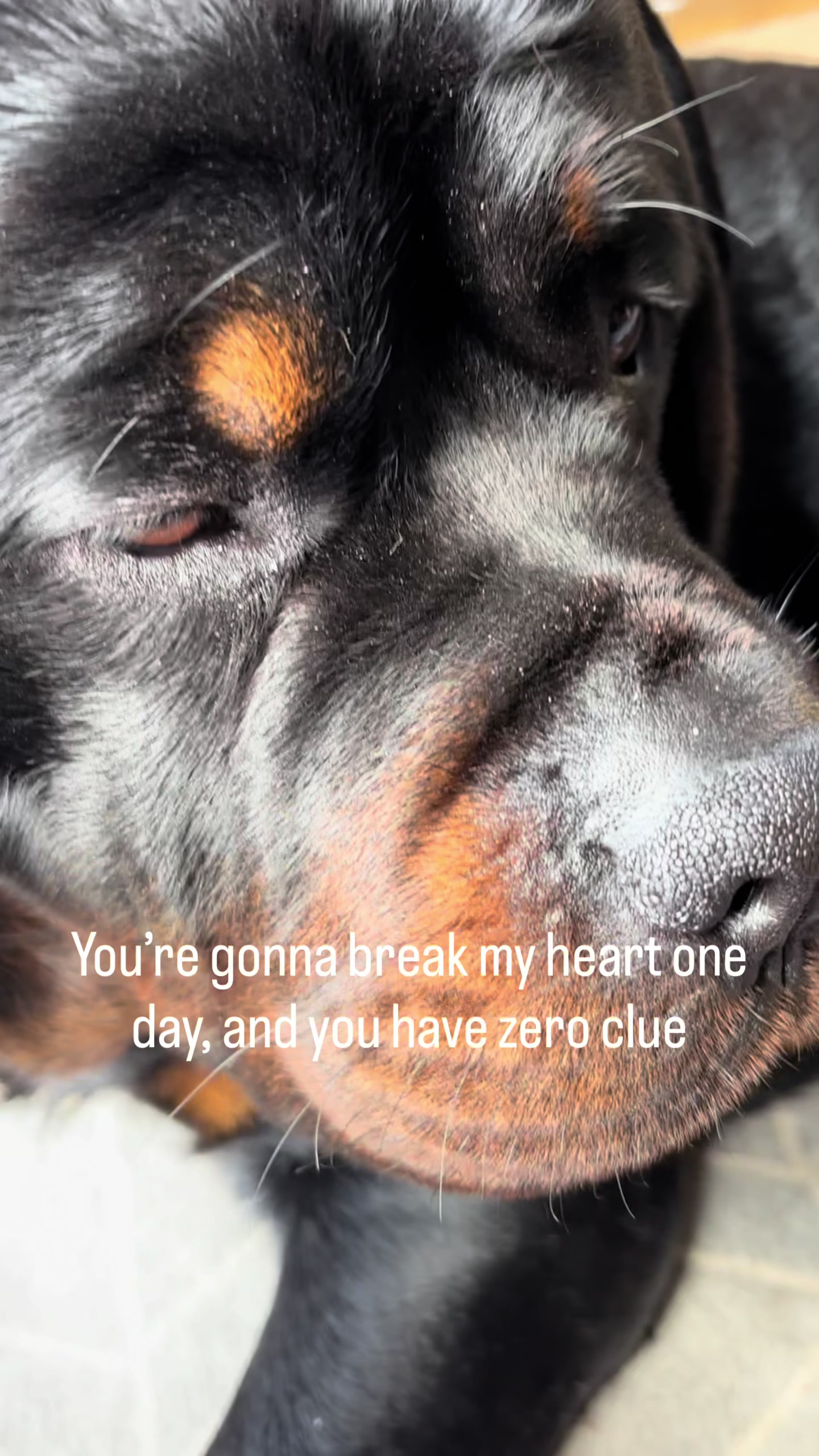 @Marie & Rico the Rottie