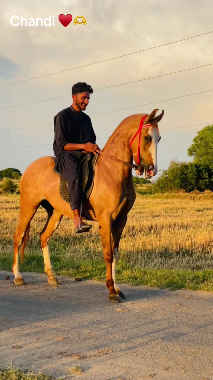 @Ch Hammad bokan &hearts;️🐎