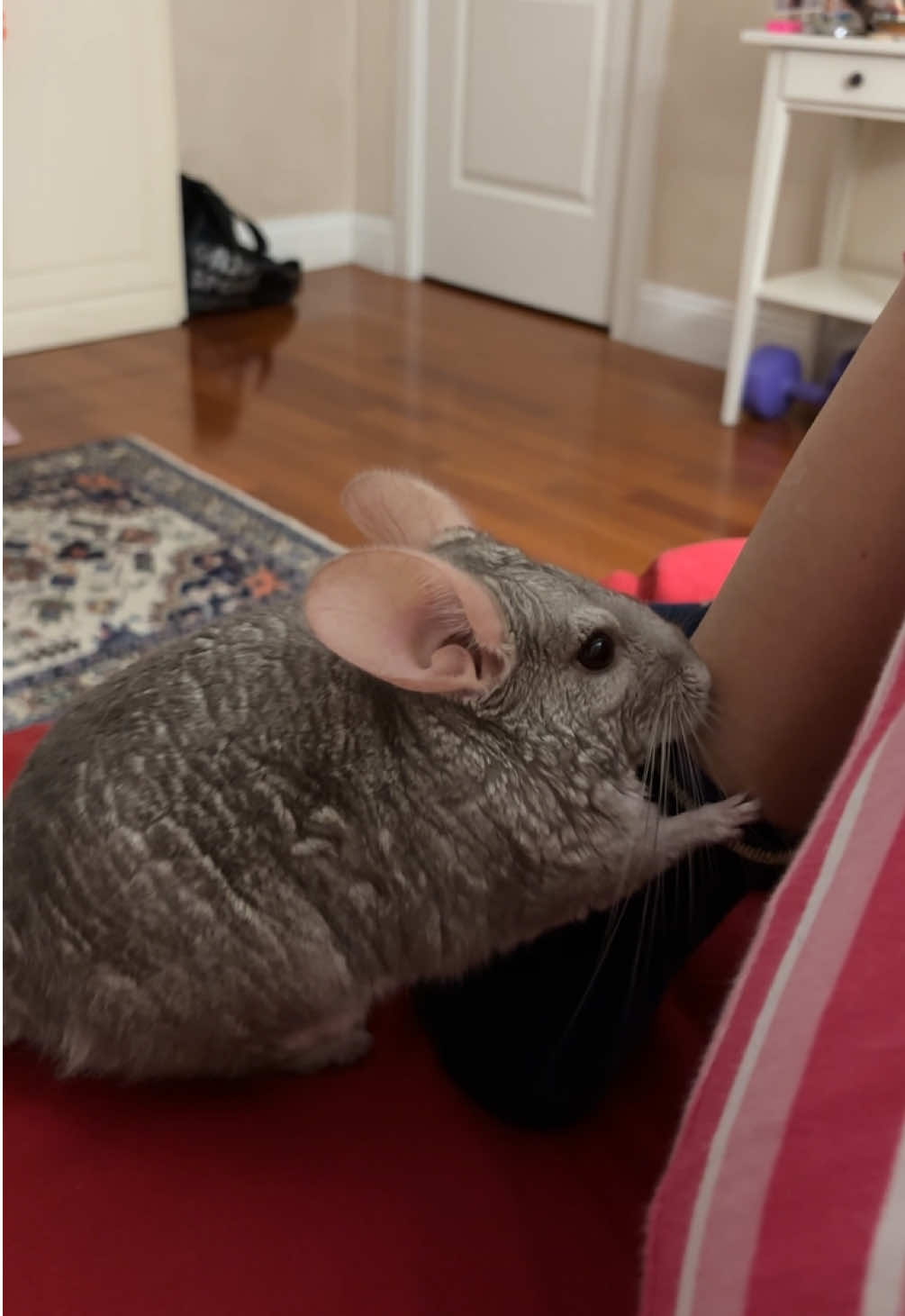 @AlbiTheCinci🐭