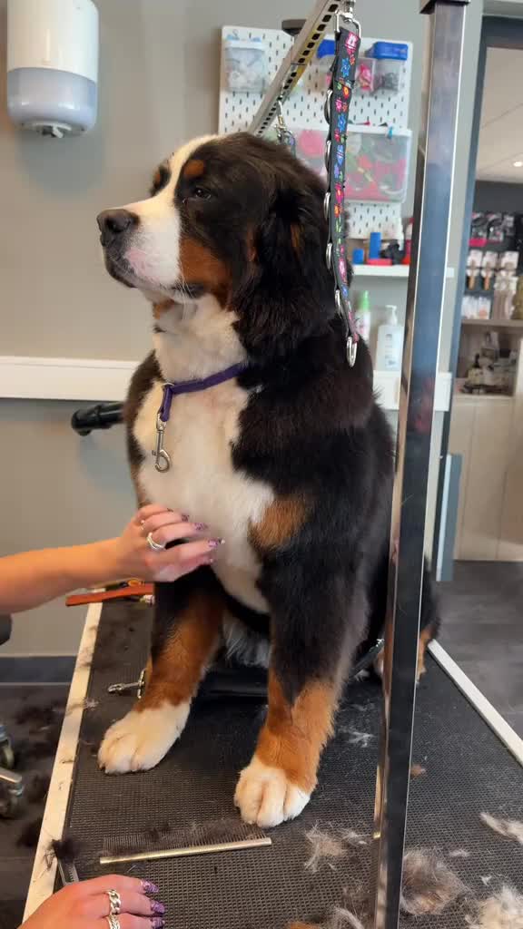 @DogGrooming101