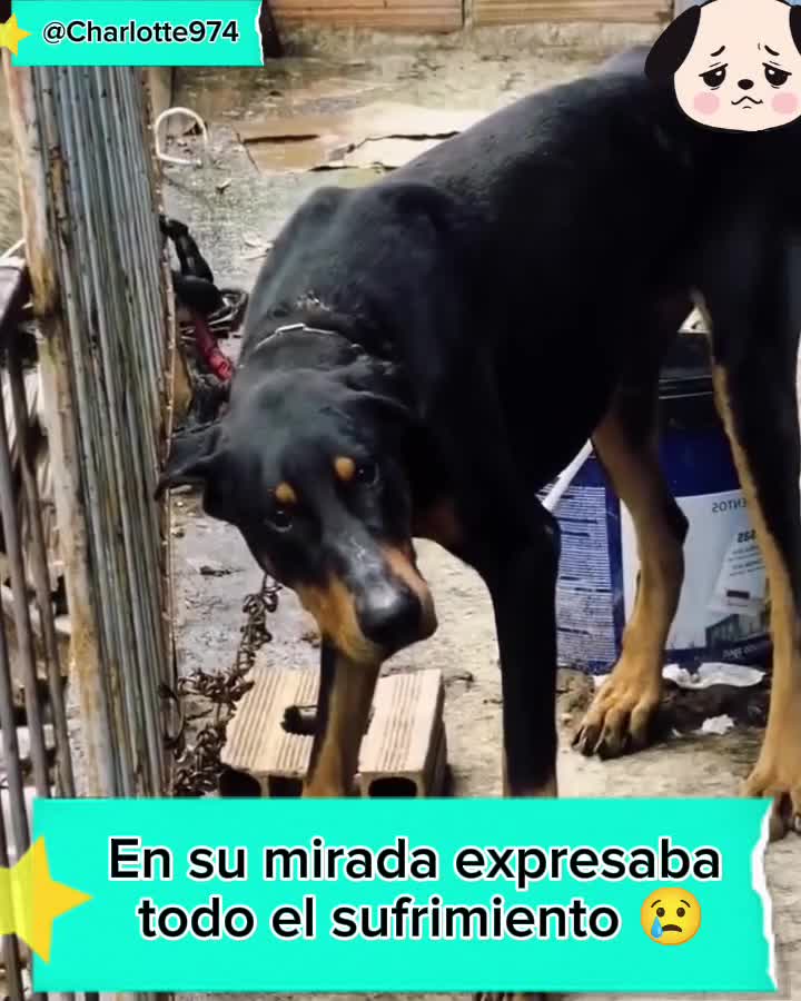 @Charlotte🐕🦺🐈🐕🦬🐐🐎🐄🐒