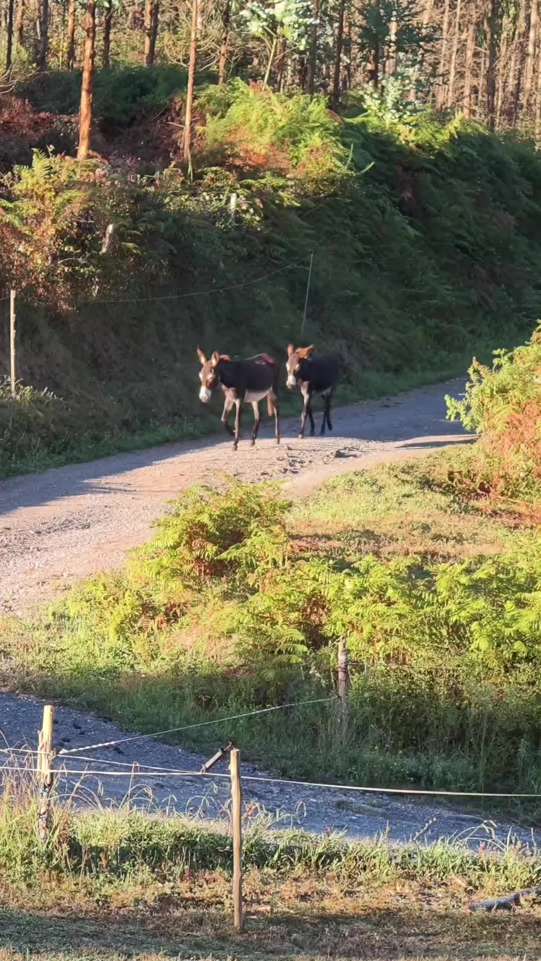 @Astosoro Burros Encartados