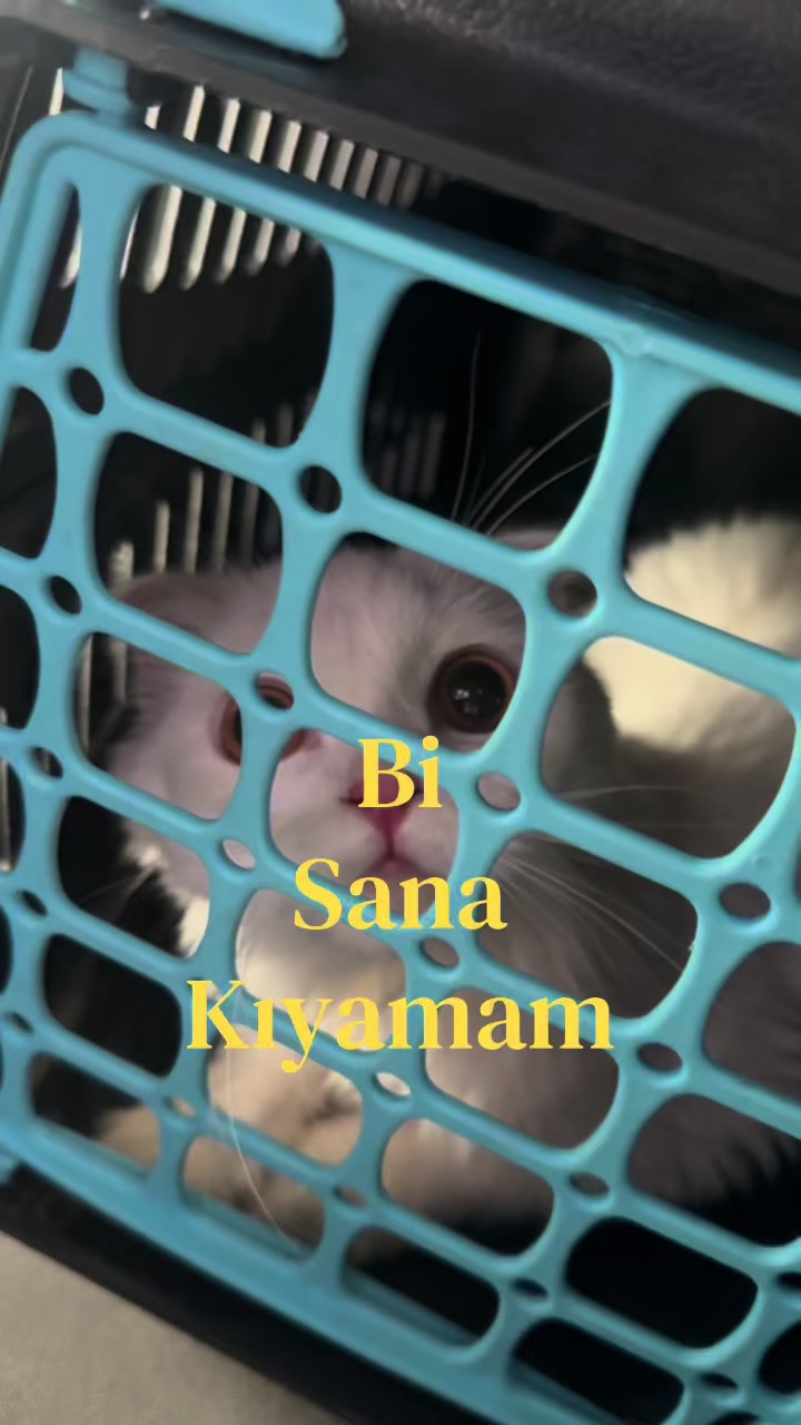 @Aynur Guliyeva🤍