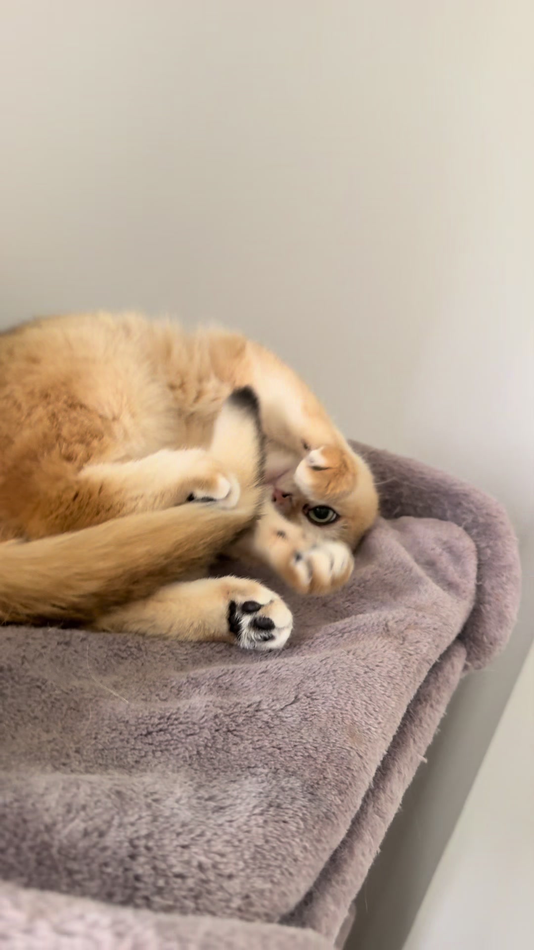 @Sammie_the_Cat