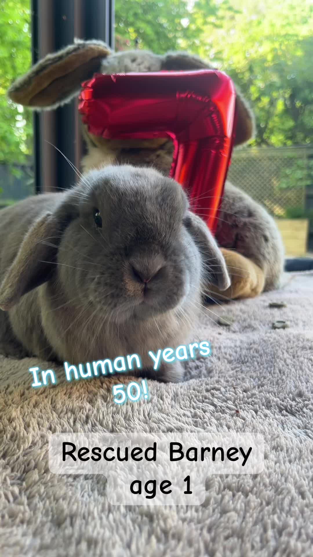 @BunnyAli