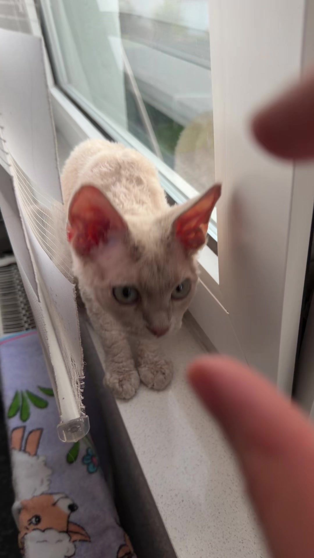 @TugbasCats