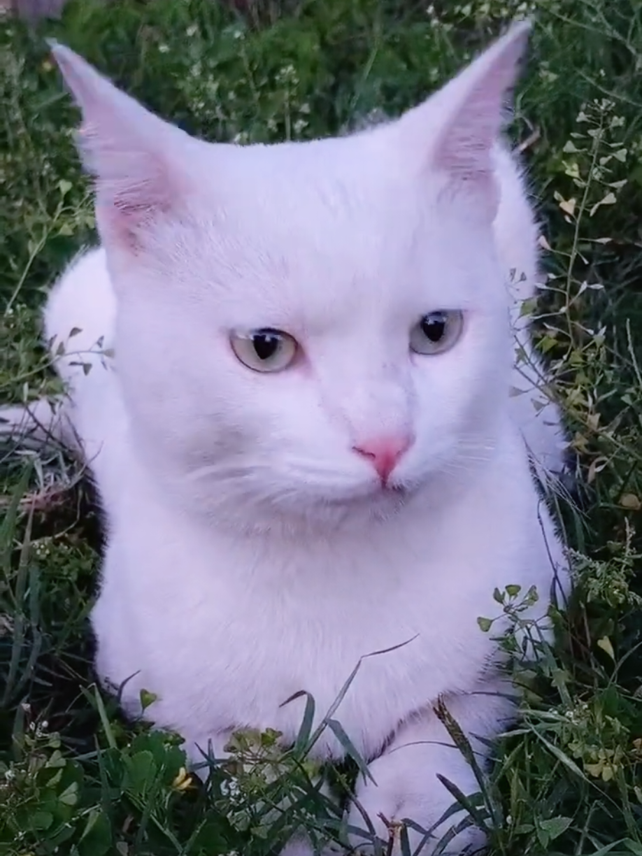 @Cute Cats Zone