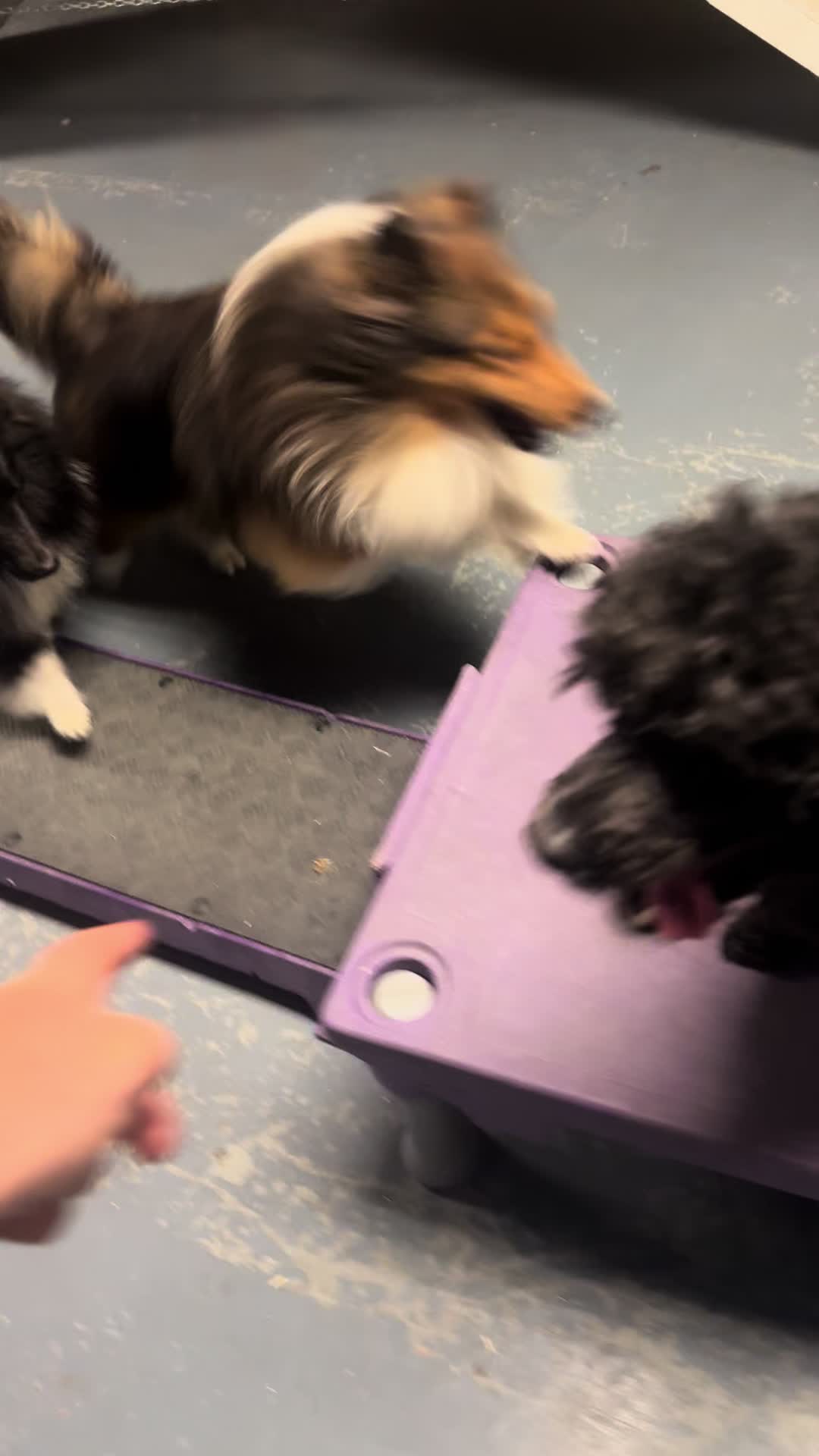 @Heather Discovery Canine Adv.