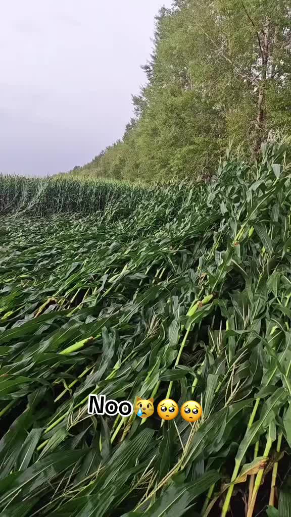 @Mar Boss Farmer