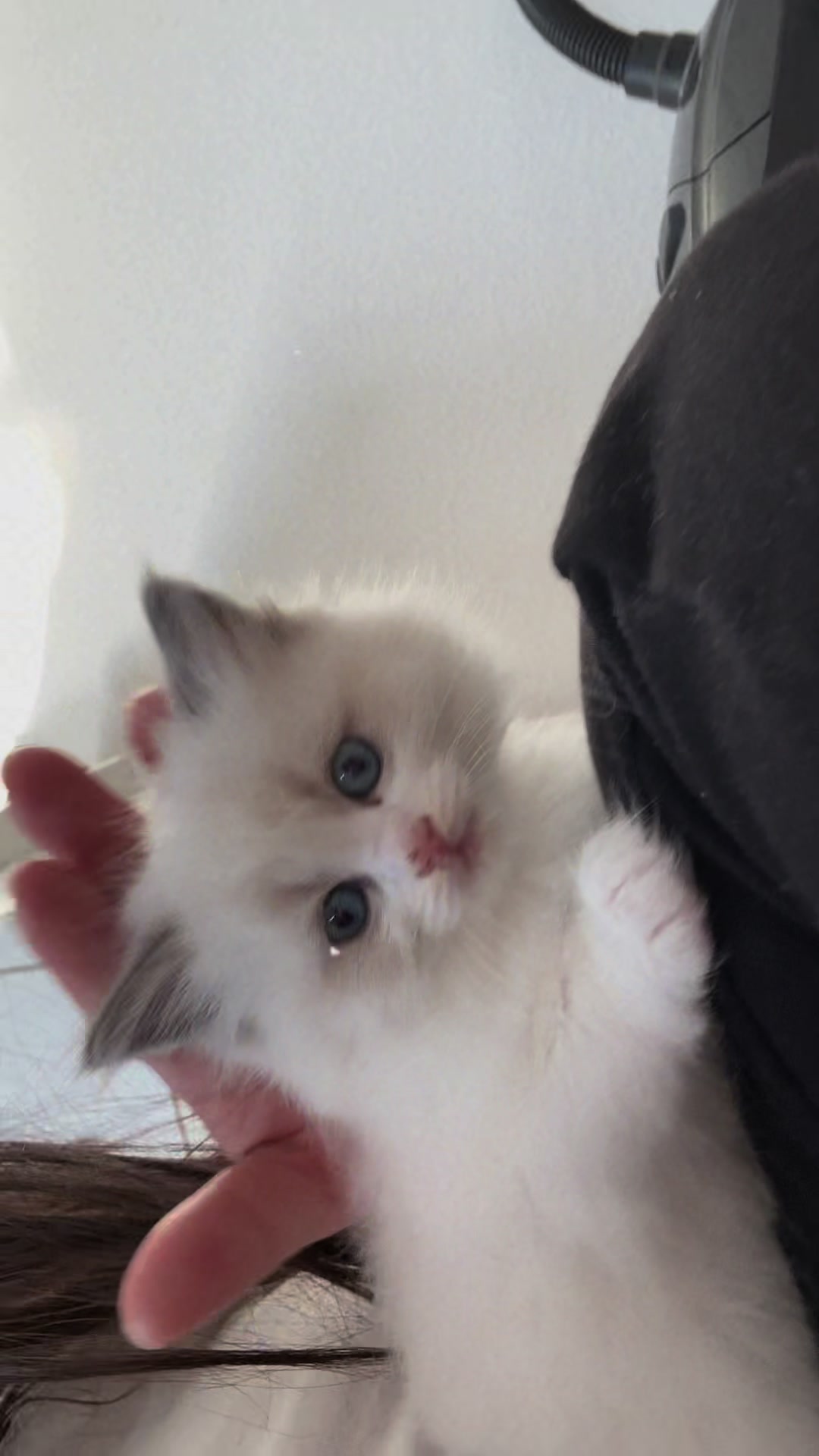 @Ragdoll Kittys🌈🧡🐾