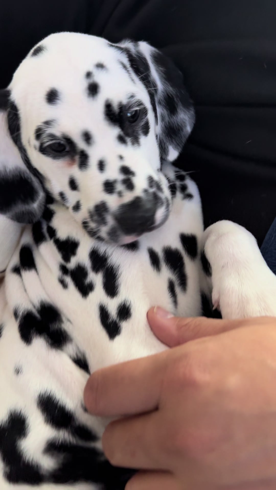 @Tommy & Babbles the Dalmatian