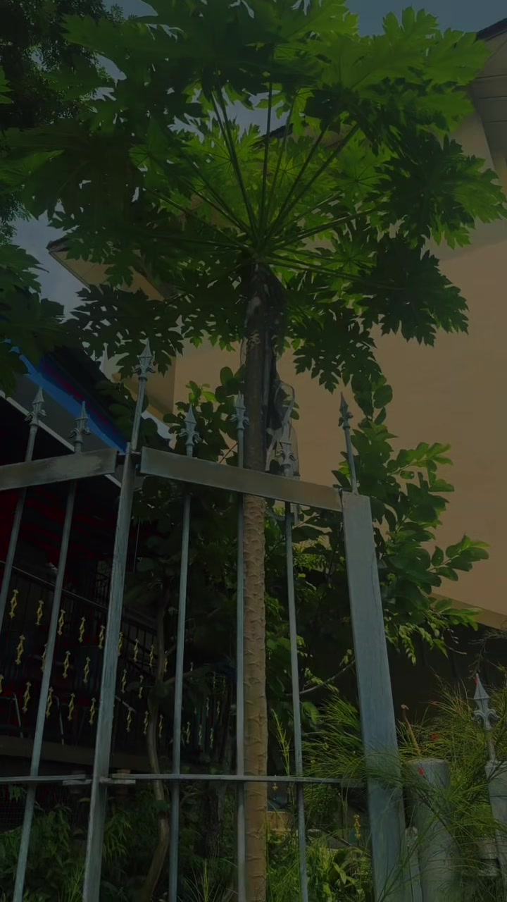 @꧁🇮🇩💫𝚁🍏𝙽💫🇸🇬꧂