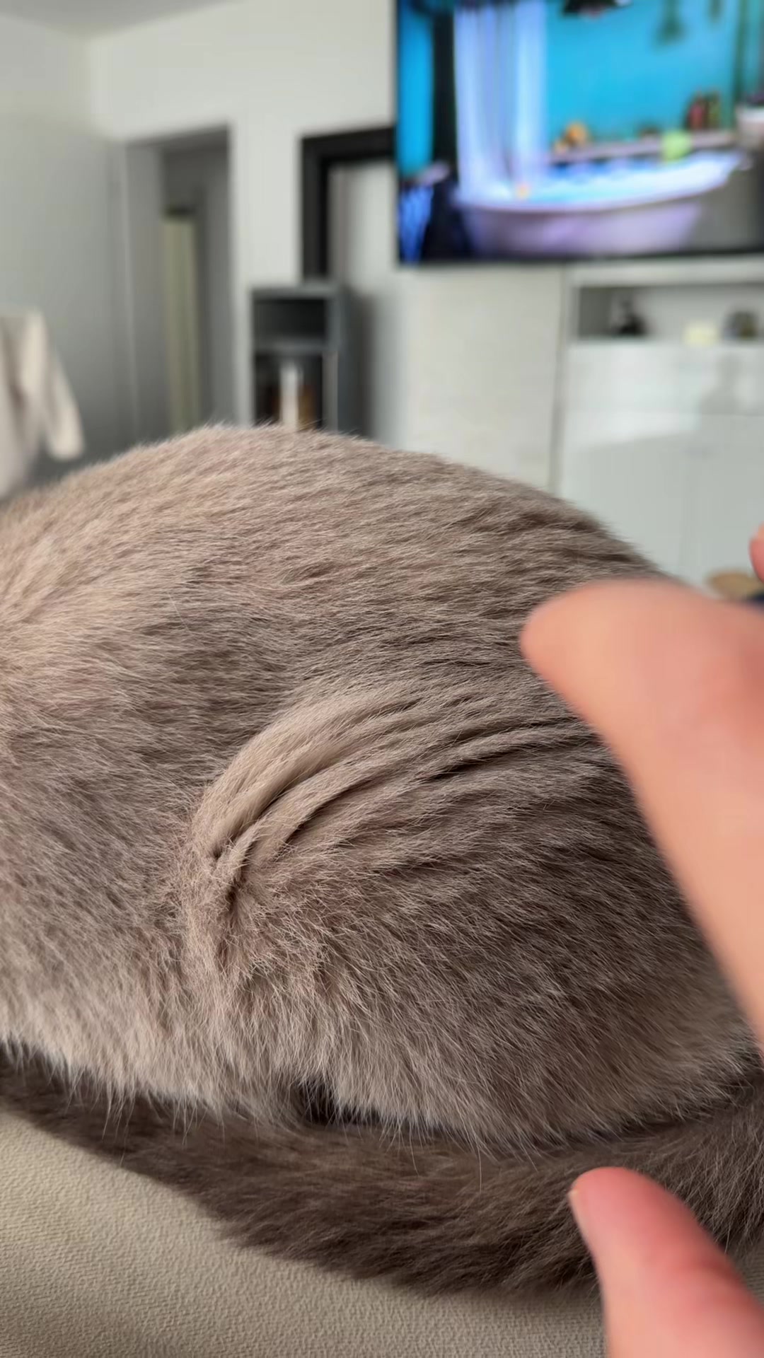 @TugbasCats