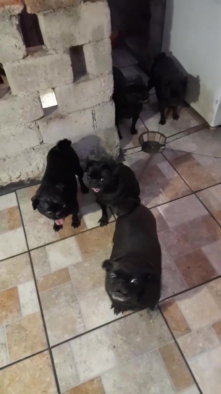@pug.lovers53