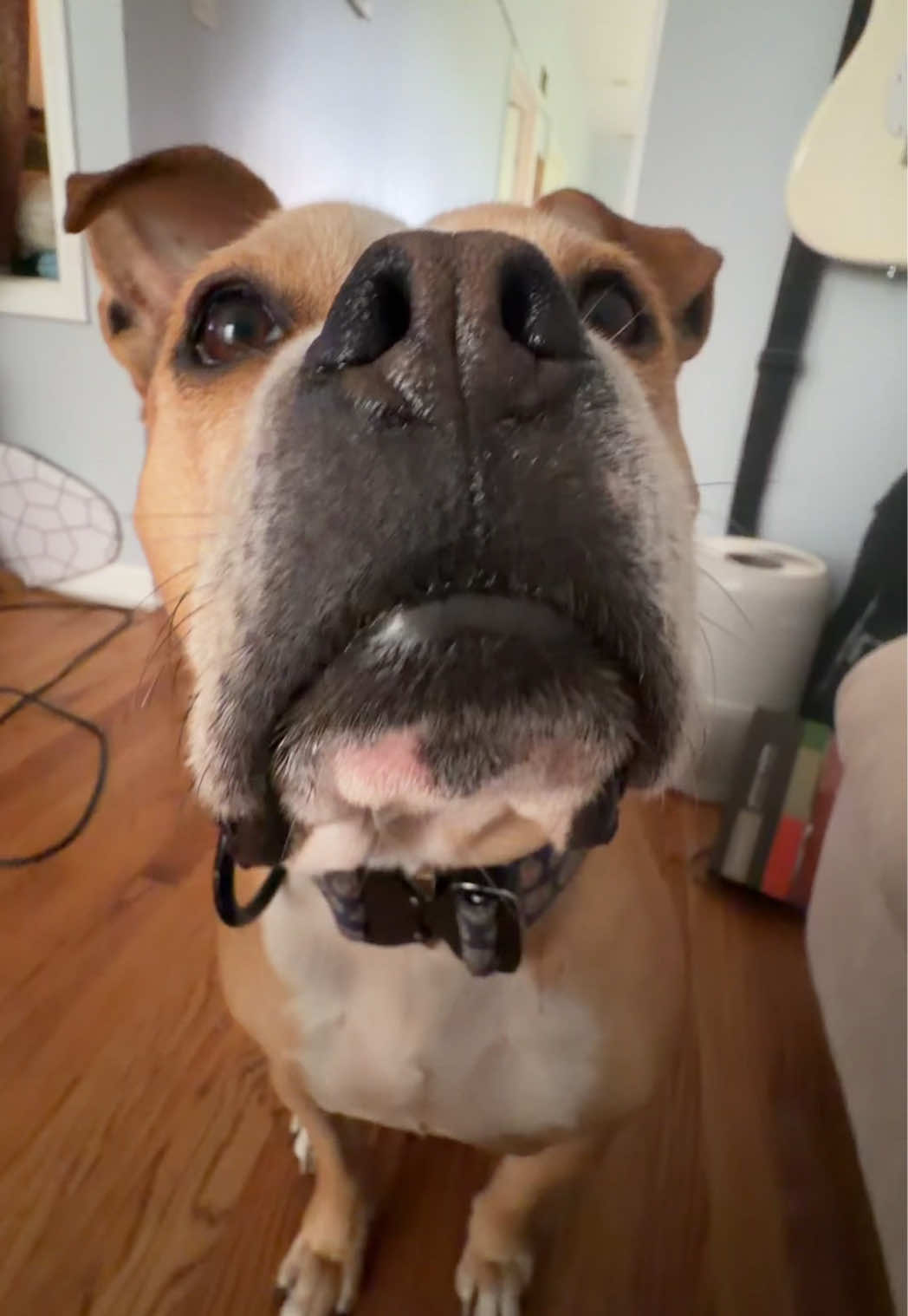 @dogstrainjen