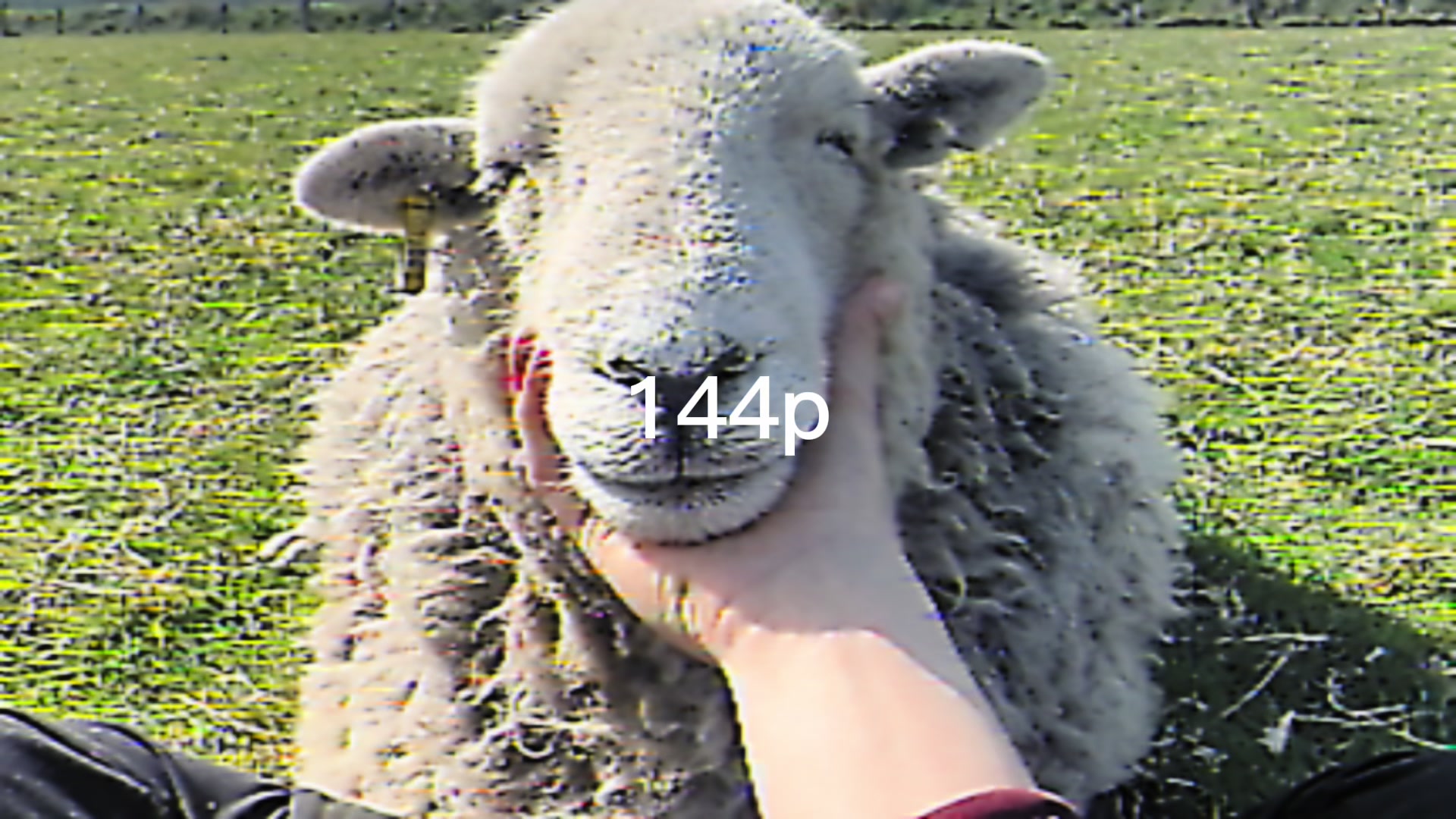 @Annie The Lamb