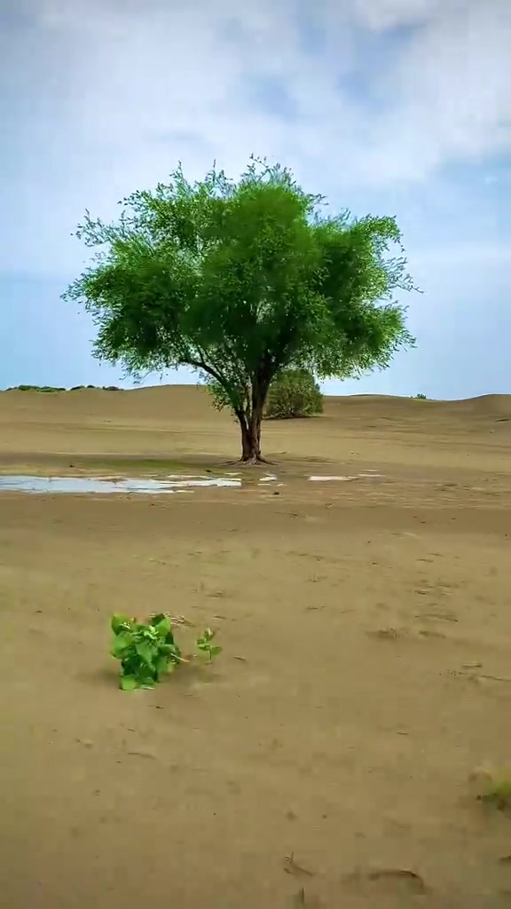 @شیرگڑھ تھل💫