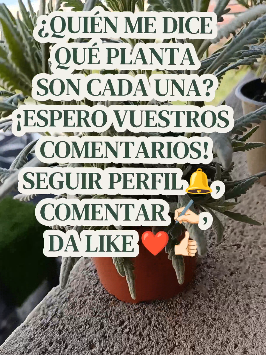 @ZENA La Sanadora
