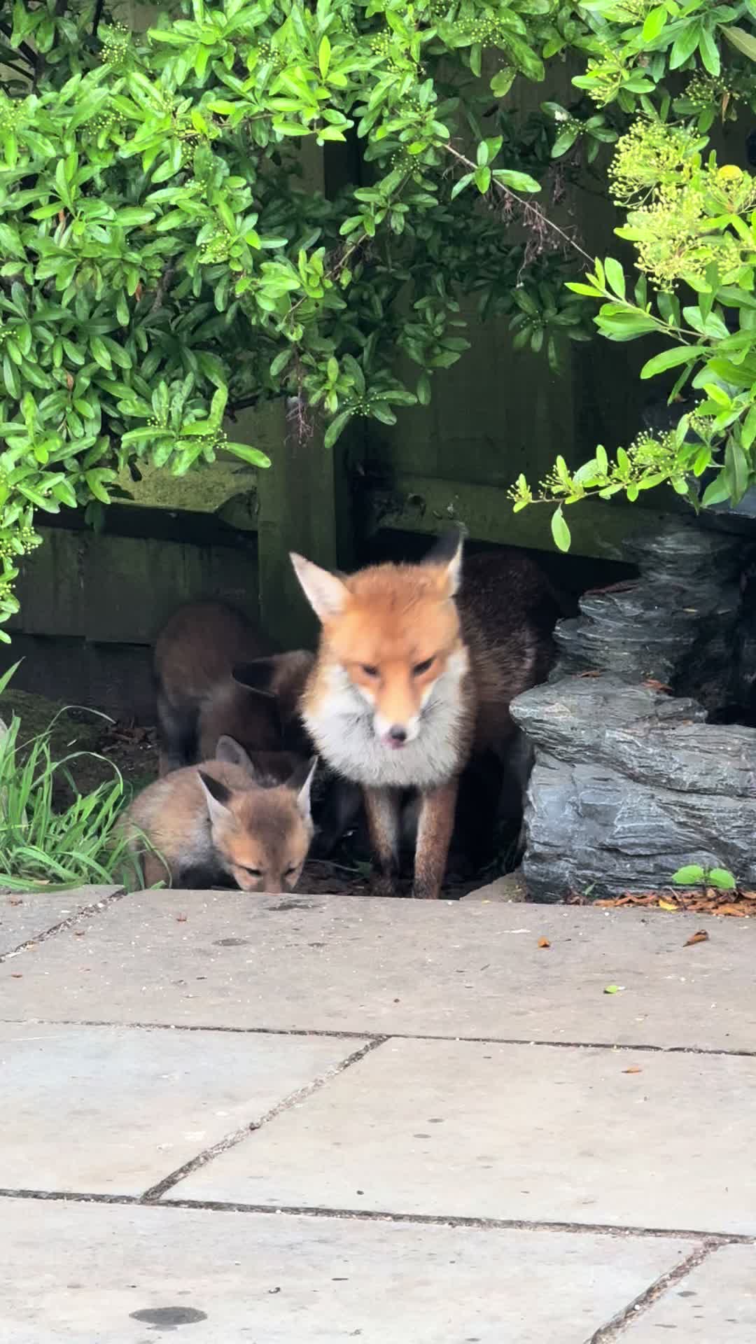 @gp_wildlife
