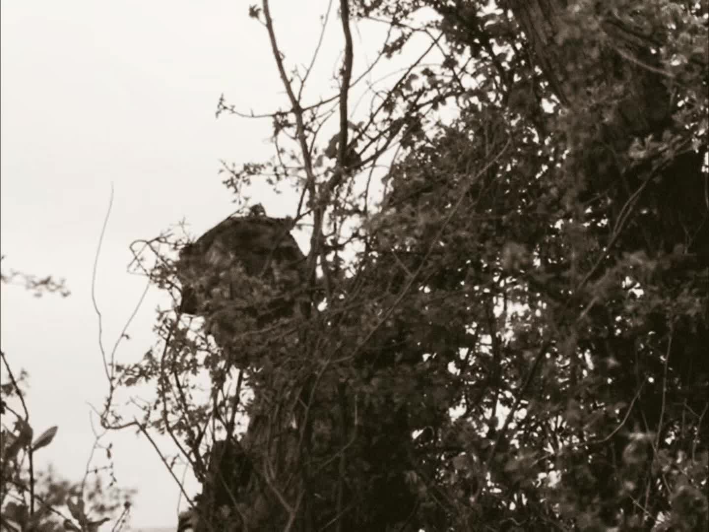 @g