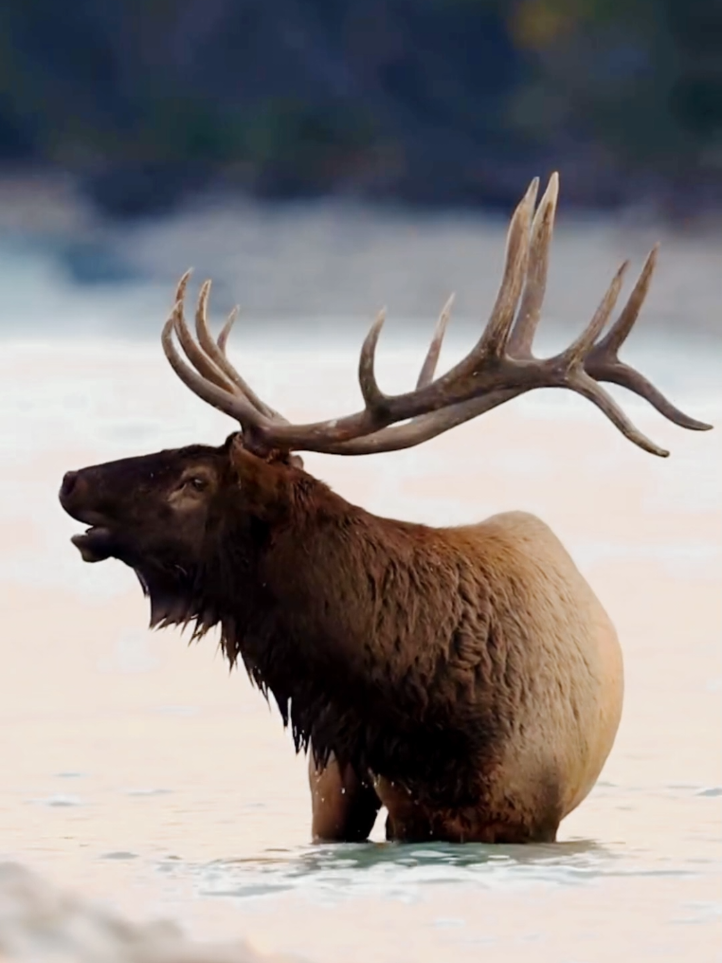 @Wildlife Animal