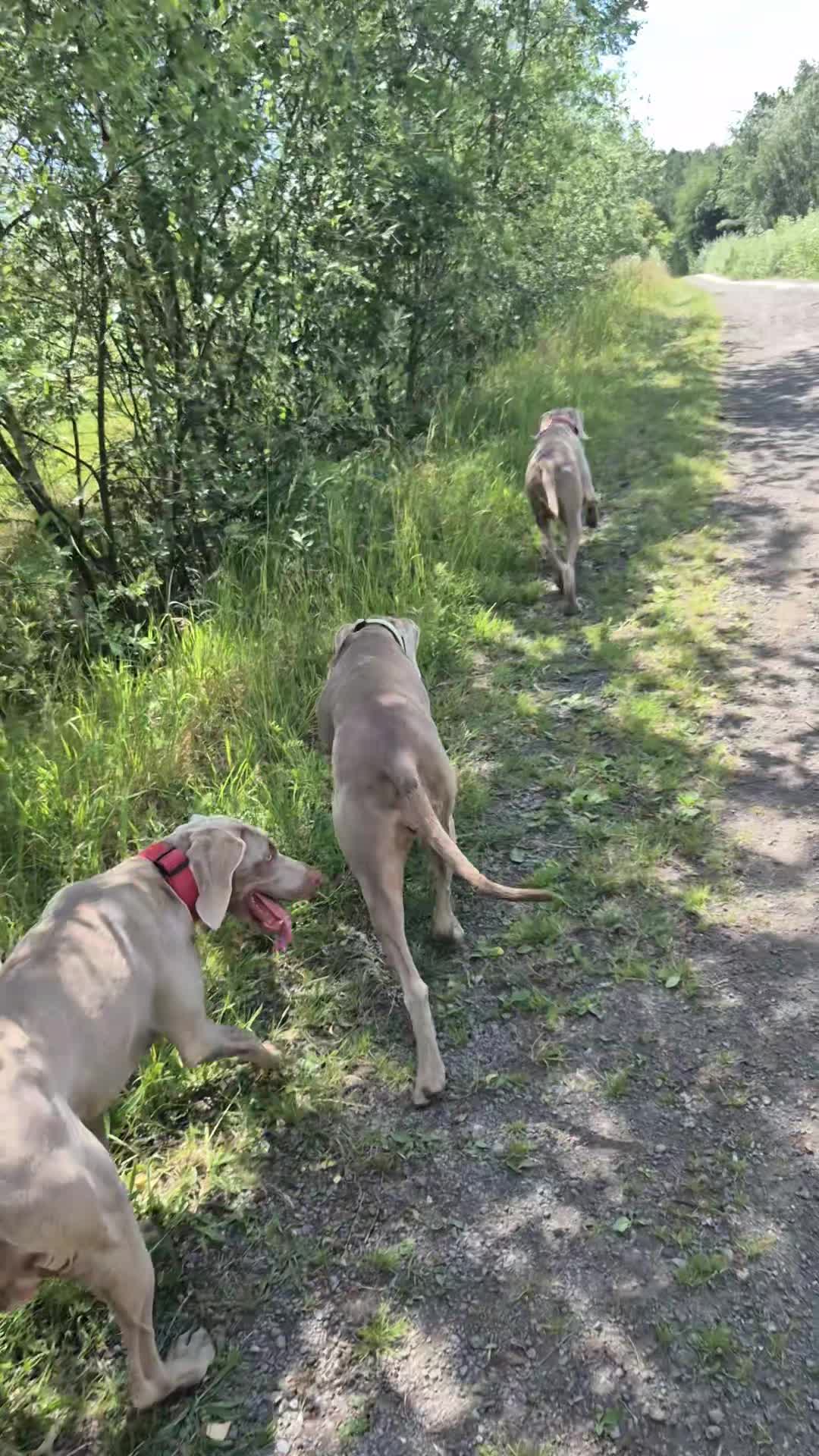 @Sabsky weimaraners