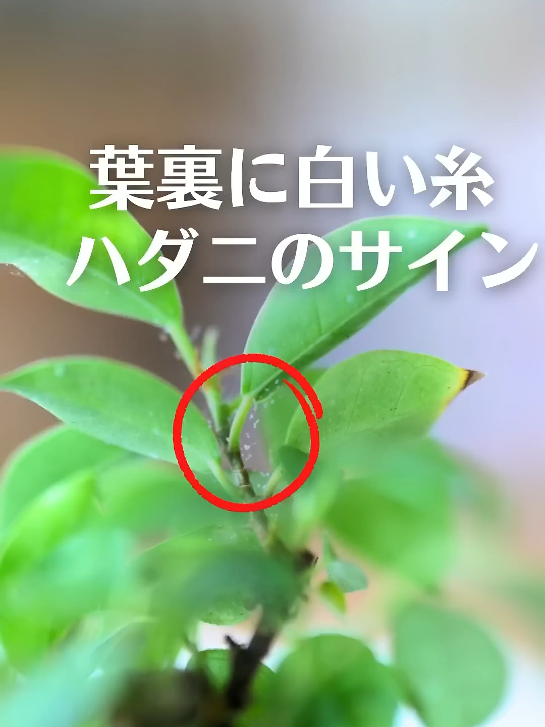 @KyotoTravelJP