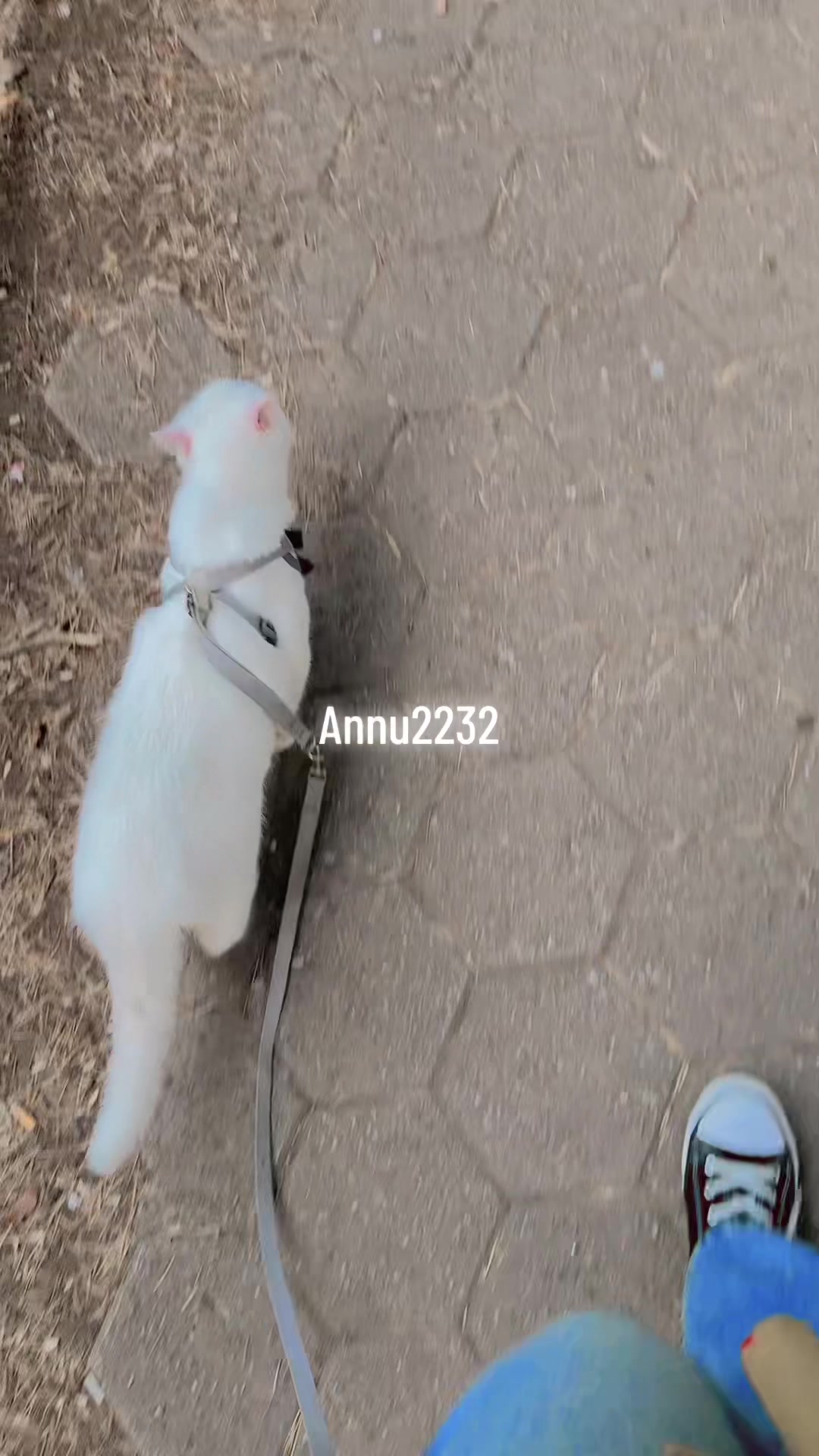 @Annu