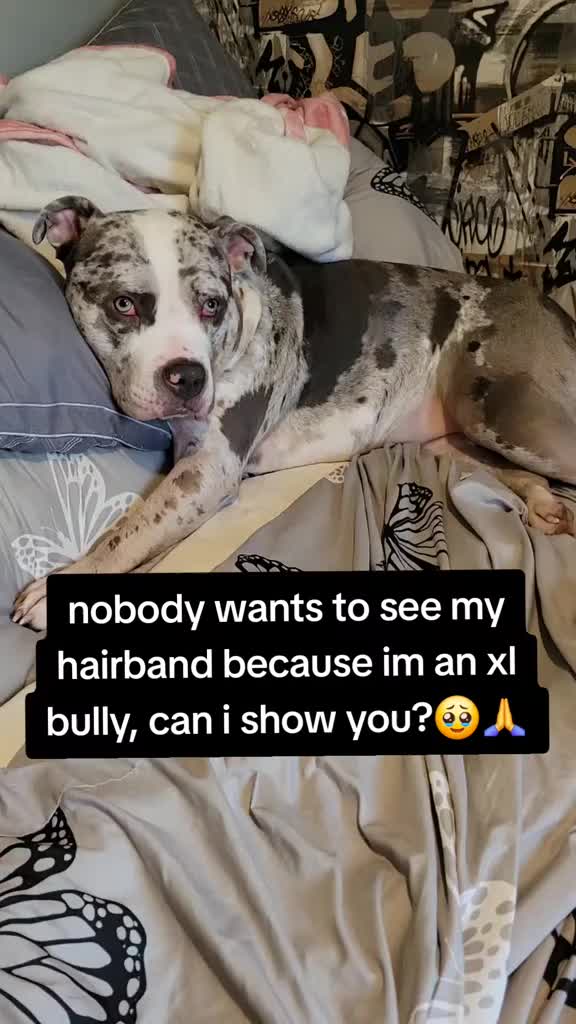 @kirsty+starlight the xl bully
