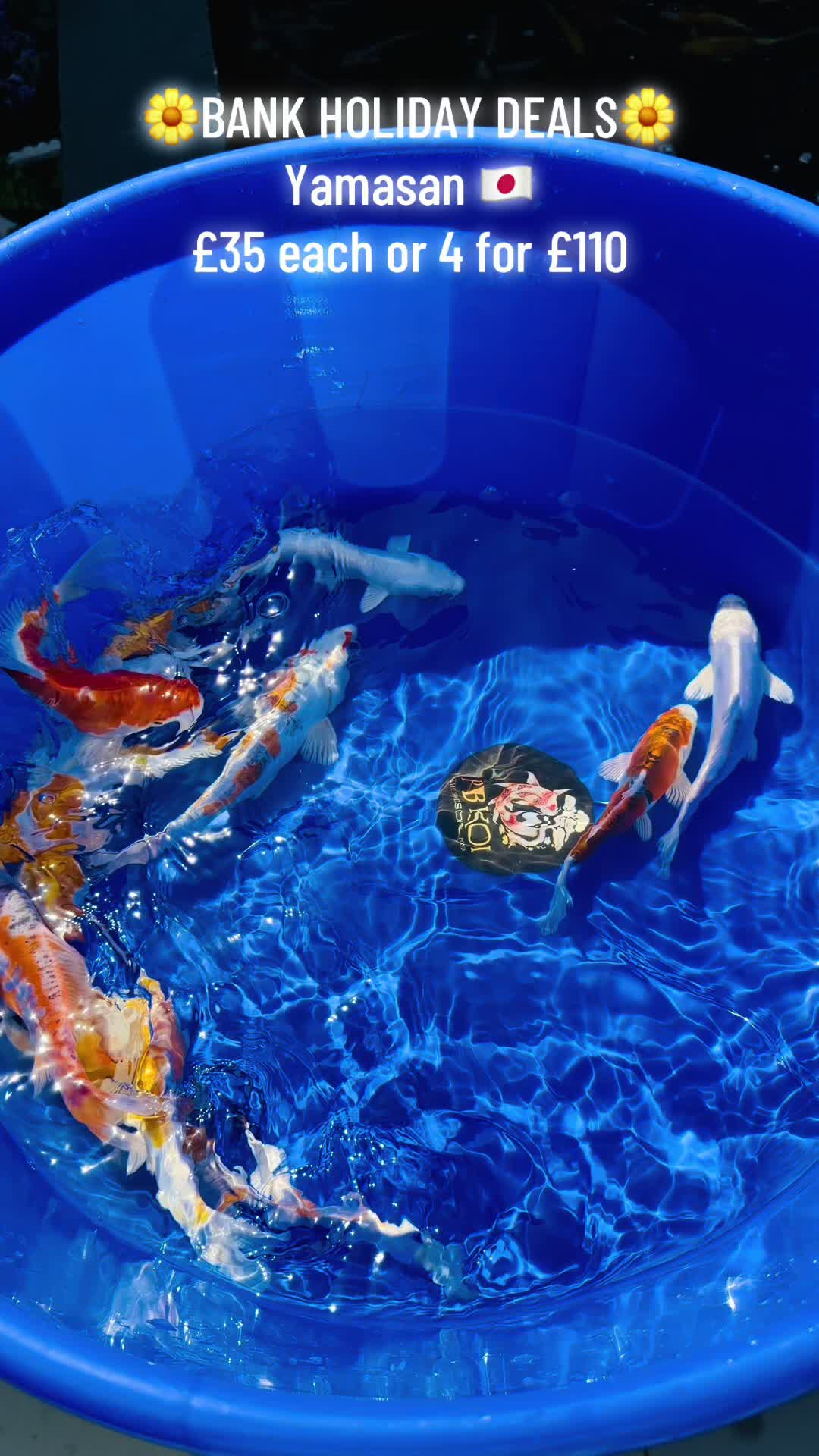@PB KOI
