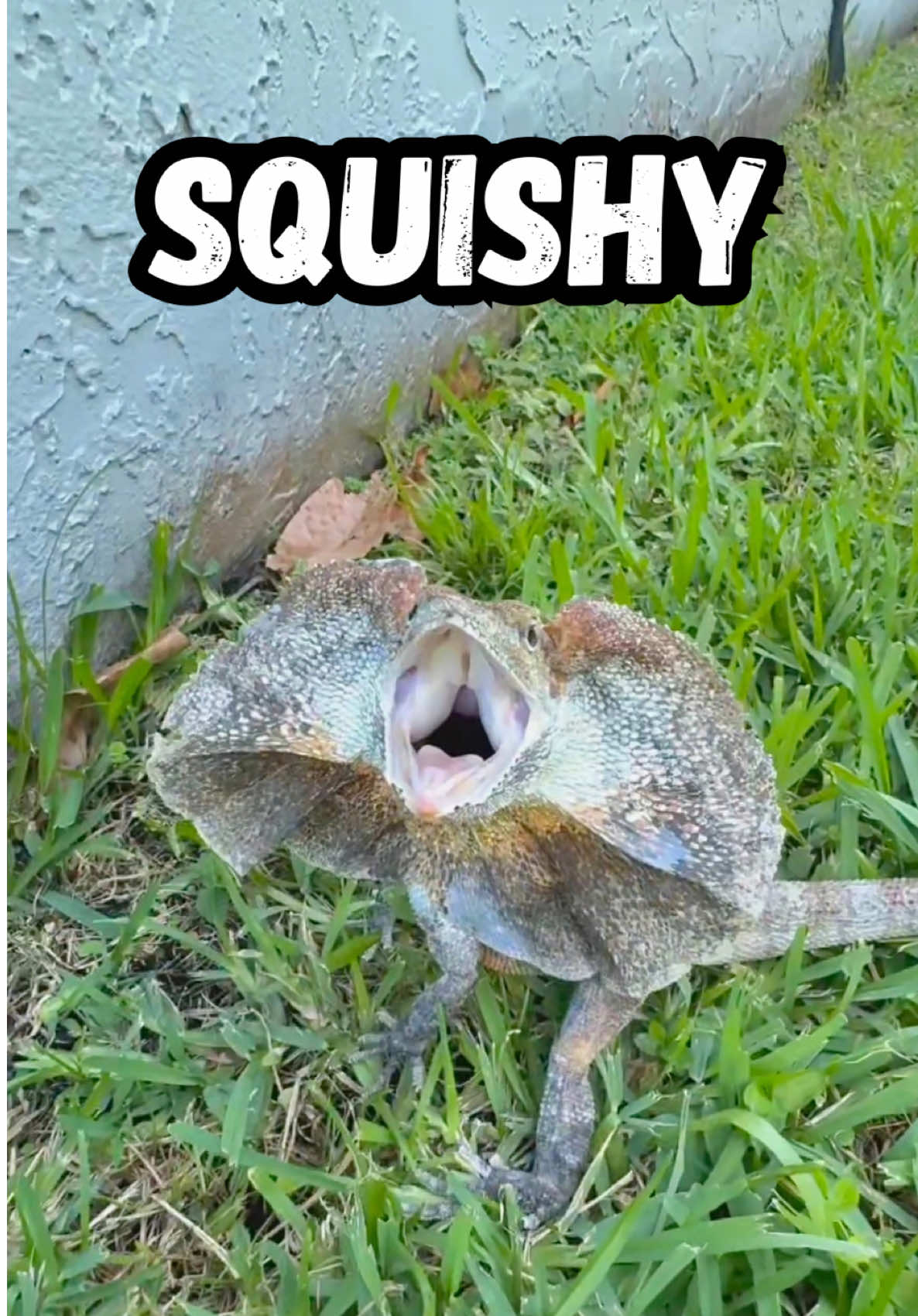 @Tommys_reptiles