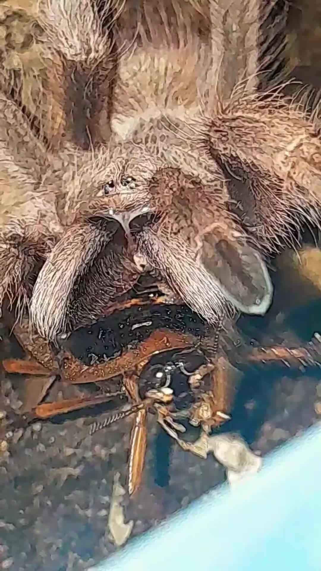 @craigscritterworld1