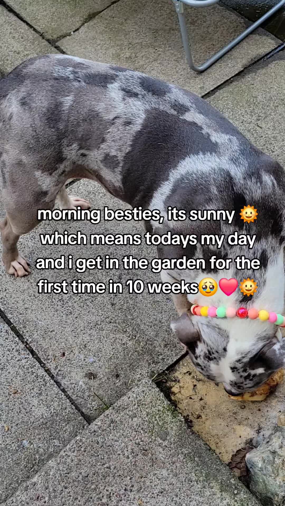 @kirsty+starlight the xl bully