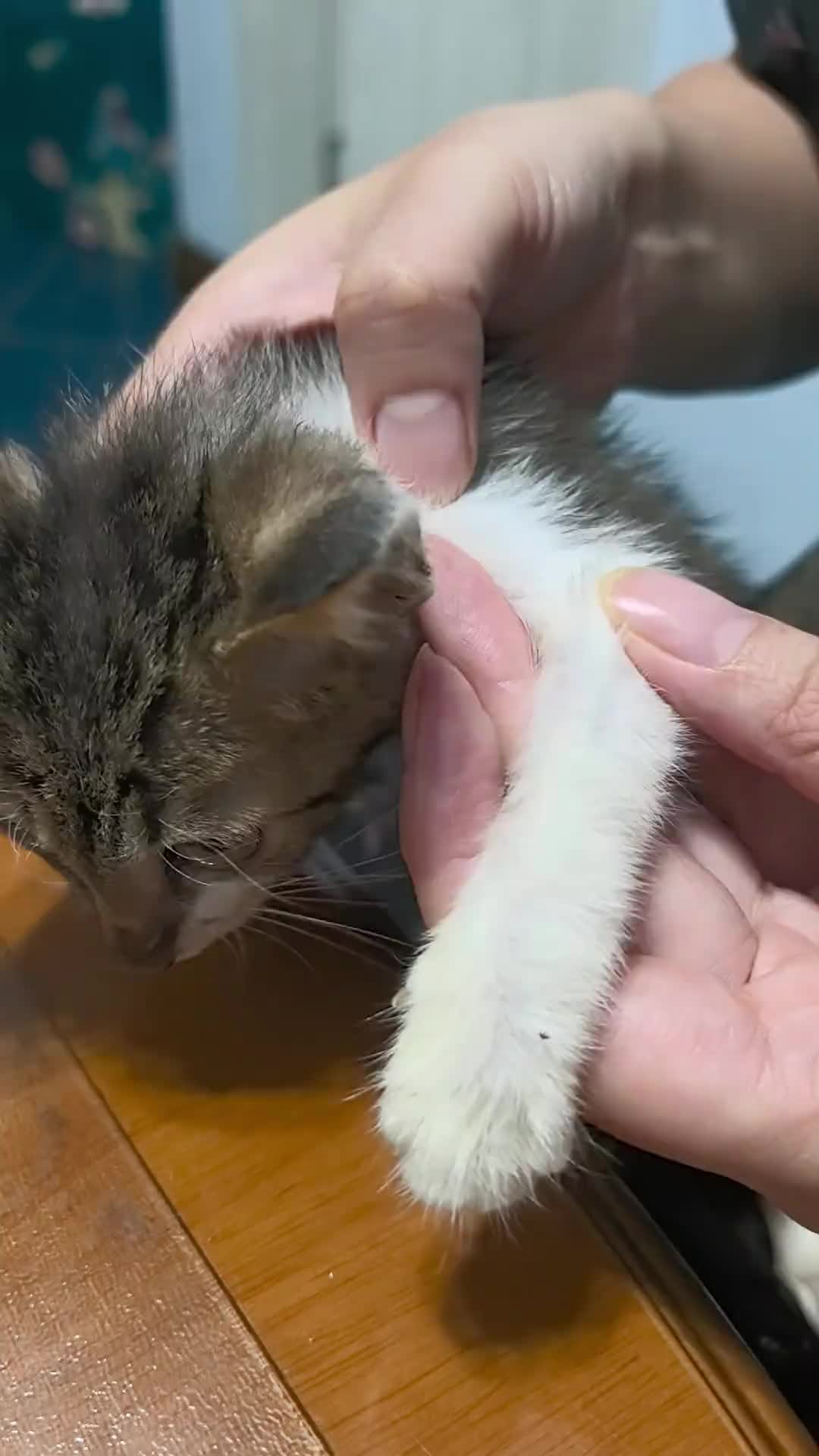 @CAT