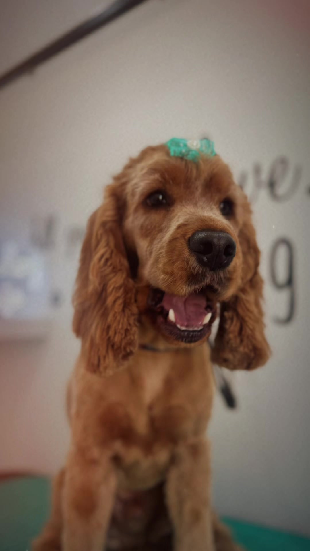 @PamperedPaws
