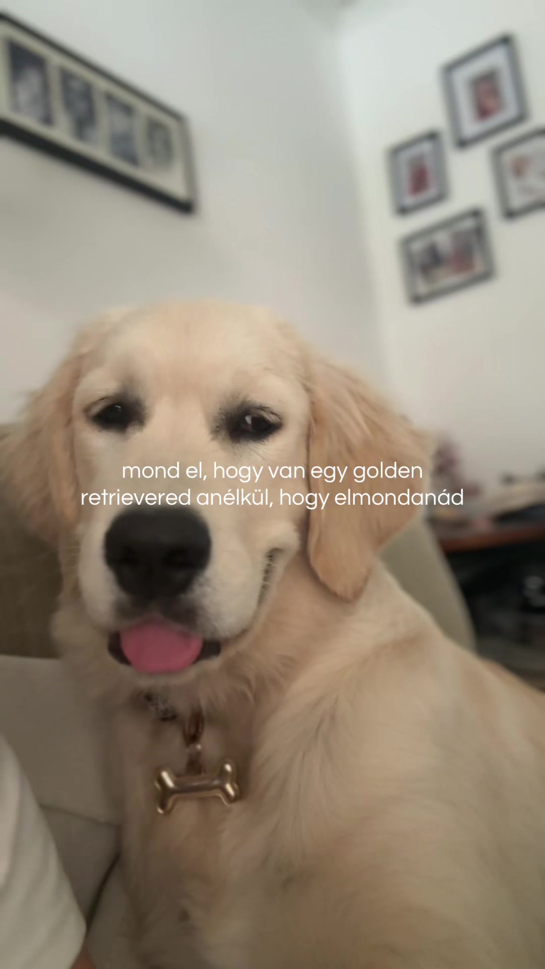 @mimii