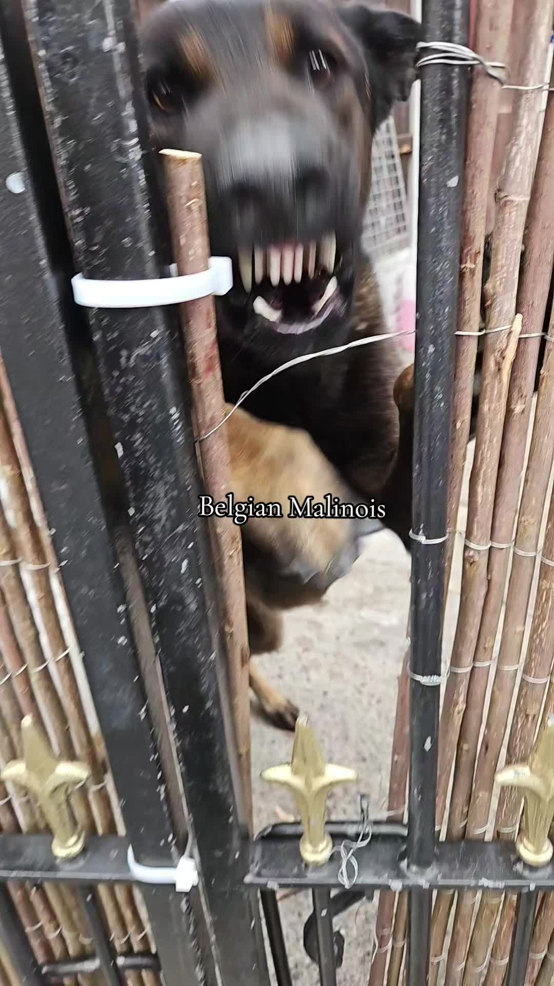 @K9Malinois