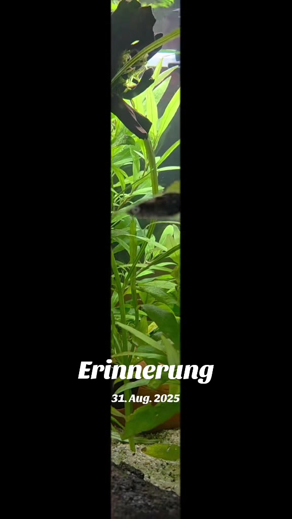 @🇨🇭🇨🇭GrünerKobold🇨🇭🇨🇭