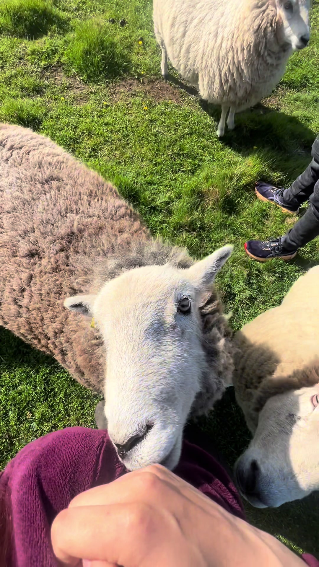 @Annie The Lamb