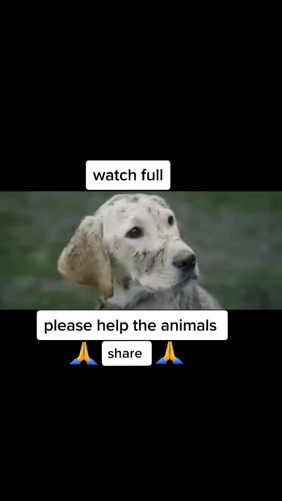 @comedy_dog_rocky