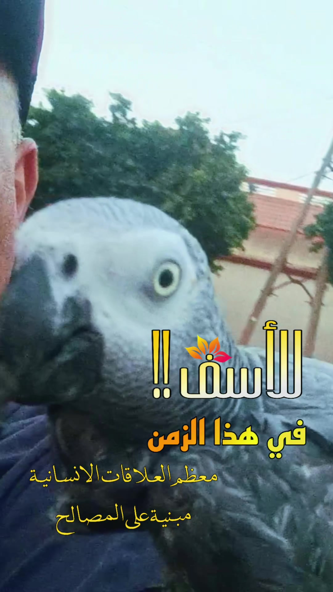 @Mahrez___