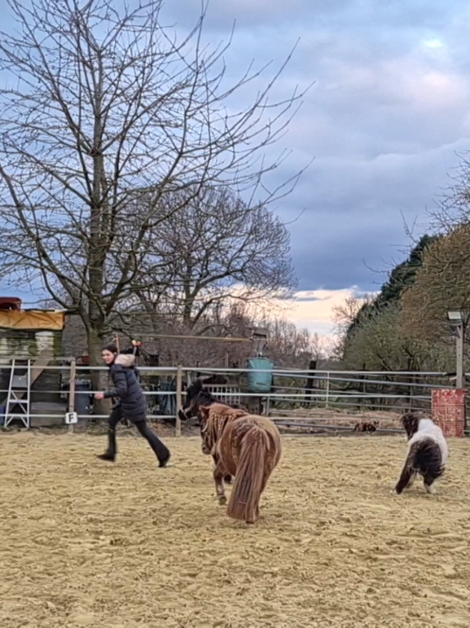 @Lisas kleine Ranch 🐴