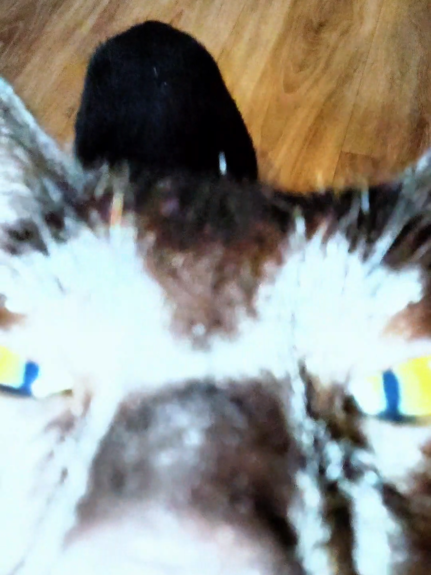 @⚡ 𝕄𝔼𝔾ℕ𝔼𝕋𝕀ℂ ⚡
