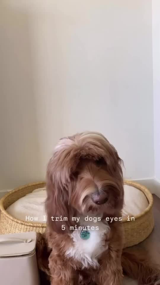 @Pupwell