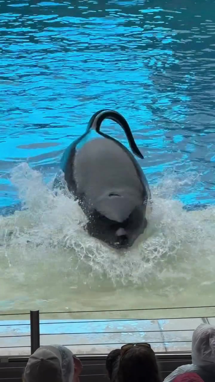 @Dolphin 🐬 World 🌎