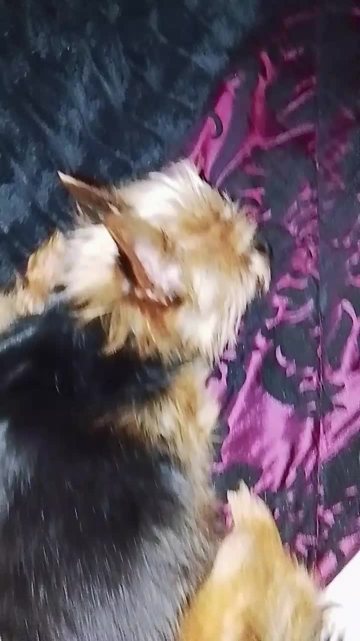 @petfamily4