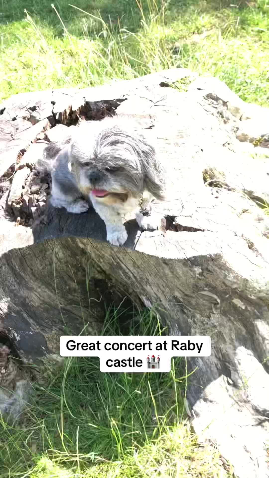 @Mimi the Shihtzu