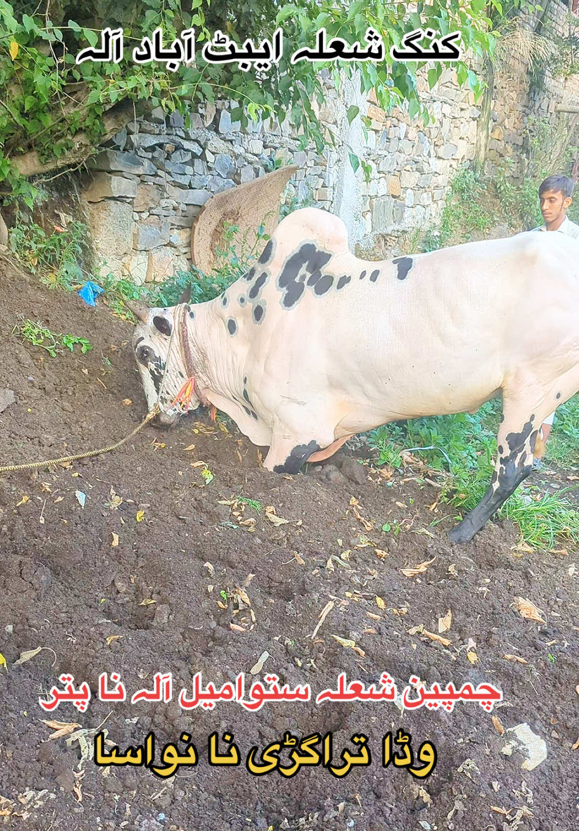 @محمد جنید (ایبٹ آباد)